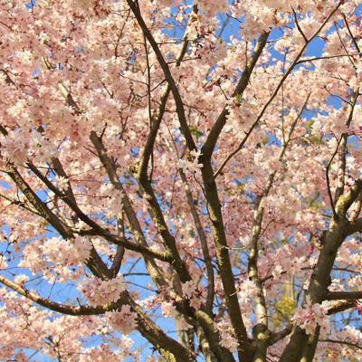 Autumnalis Flowering Cherry - Perry