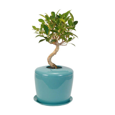 The Living Urn Indoors / Patio - Cremation Society