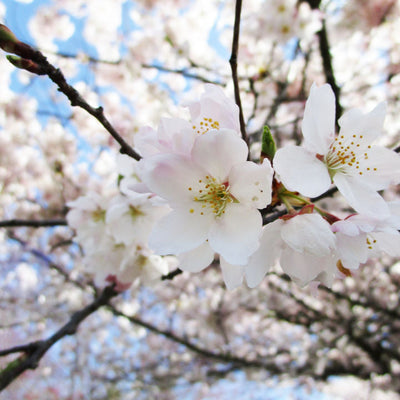 Akebono Flowering Cherry - Teraloom