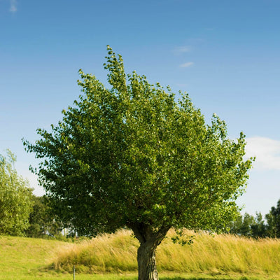 American Elm (Princeton) - Be a Tree Cremation