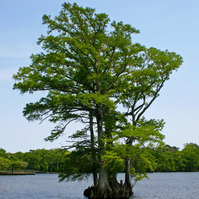 Bald Cypress - Simple Pets
