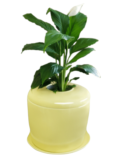 The Living Urn Indoors / Patio - Cremation Society