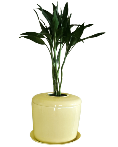 The Living Urn Indoors / Patio - Cremation Society