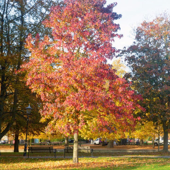 American Sweet Gum - Bunker